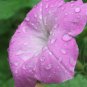 Organic Petunia multiflora 'Old Fashioned Vining' Seeds Mix - Home Grown