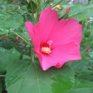 Organic Hardy Hibiscus Hibiscus moscheutos Rose Mallow - Home Grown Seeds