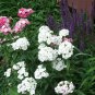 Sweet William Seeds "Dianthus barbatus" - Organically Grown