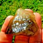 Libyan Desert Glass Meteorite Tektite impact specimen( 235 crt) Brown Dark Gem