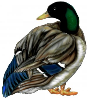 6" printed airbrushed  design duck vinyl decal sticker for any smooth surface.
