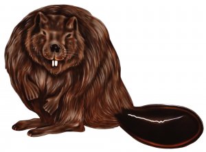 6" printed airbrushed  design beaver vinyl decal sticker for any smooth surface.