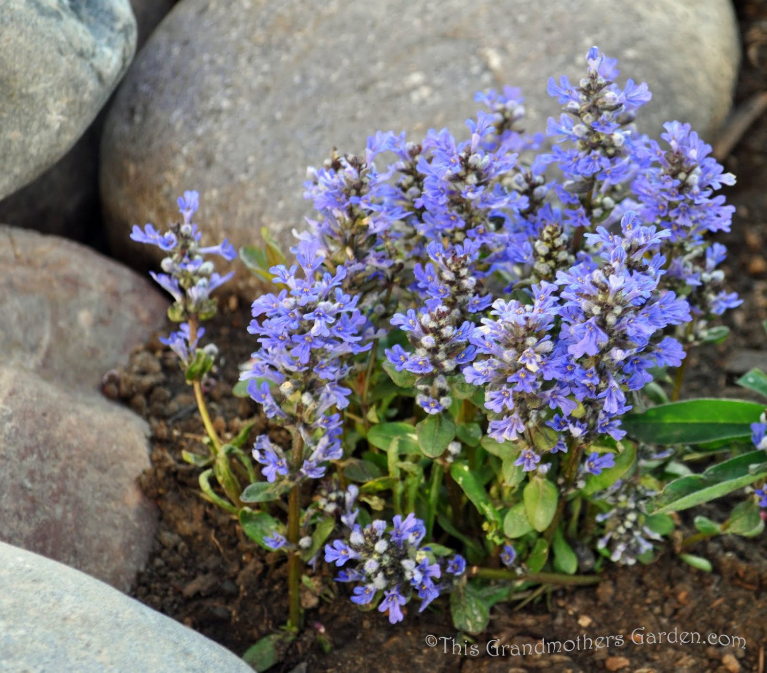 Ajuga~BUGLEWEED~Seeds!!!!~~~~~~~Makes Lush Ground Cover!