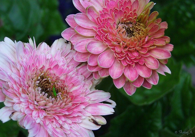 Gerbera~“STRAWBERRY LOLLIPOP” GERBERA DAISY~Seed!~~~~Sweetness!