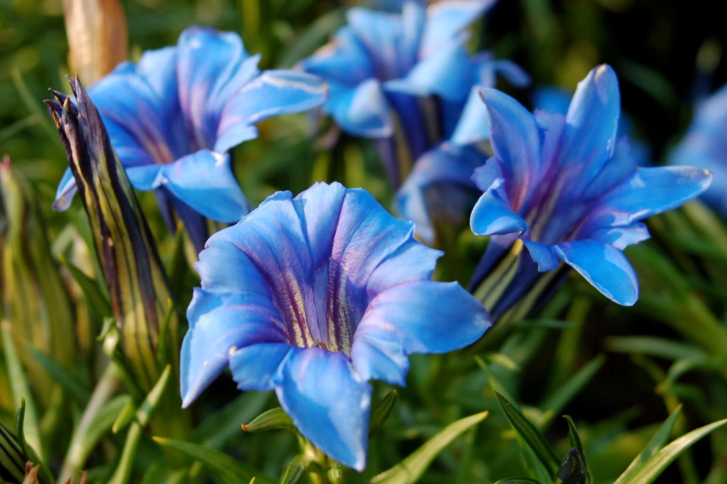 GentianBeautiful"BLUE BOTTLE GENTIAN"Seed!Super Wildflower!!