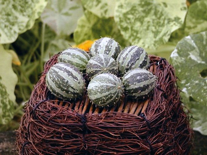 Gourd (Soft Shell)Edible"HEDGE HOG GOURD"Seeds!!!!VERY Unique!