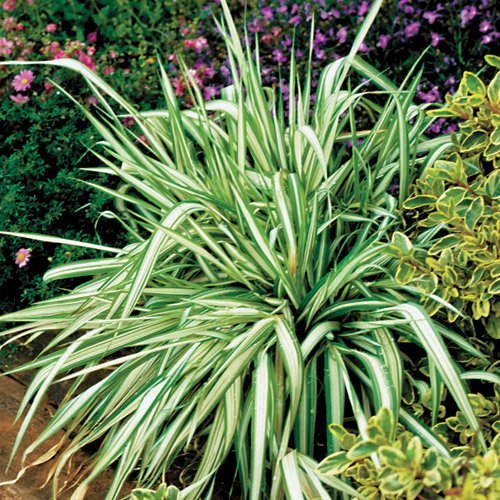 Short Grasses Landscaping / Johnsen Landscapes & Pools: Mixing ornamental grasses with ... / We did not find results for: