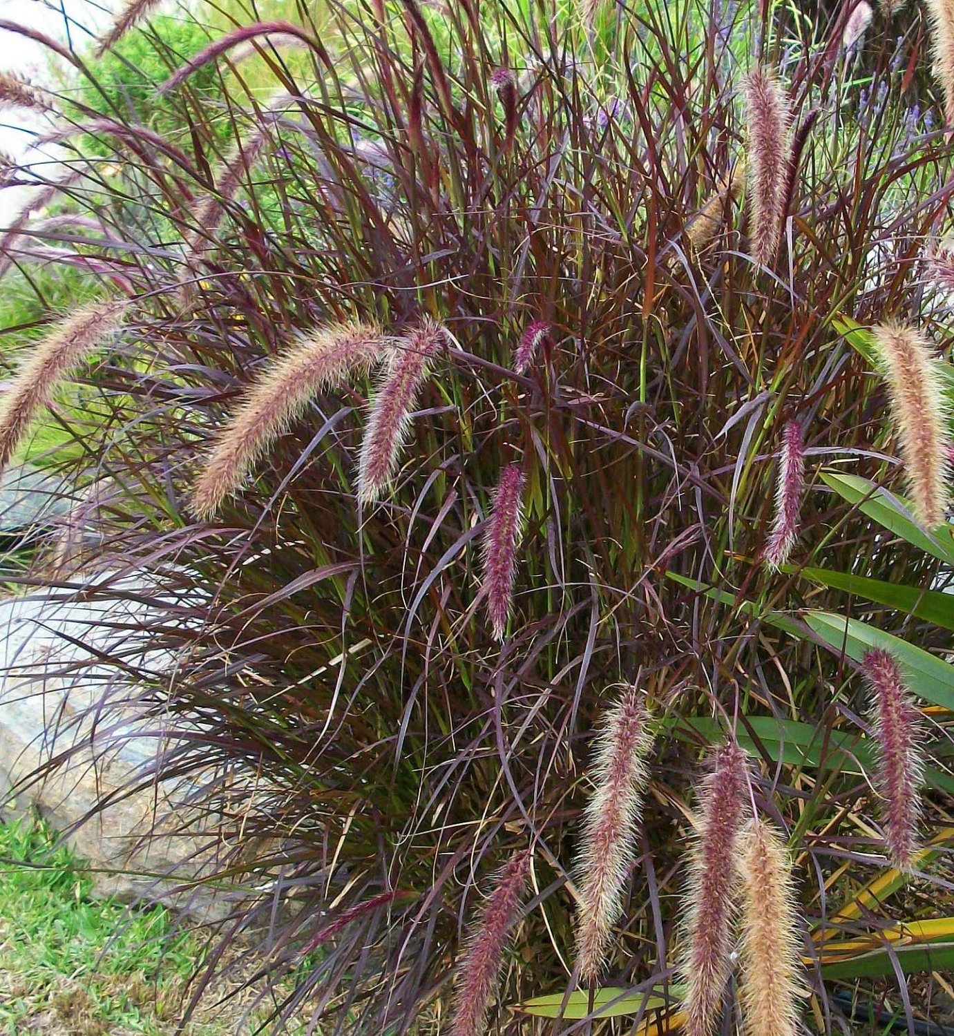 Ornamental Grass~Purple FOUNTAIN GRASS~Seed!!!!!~~~Ornamental Grass!!!!