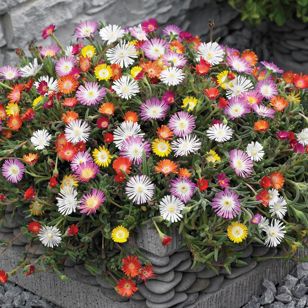 DorotheanthusSpectacular"ICE PLANT MIX"Seed!Glistens