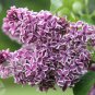 Syringa~"SENSATION" LILAC~Seeds!!!~~~~~Wonderful Picotee Edges!