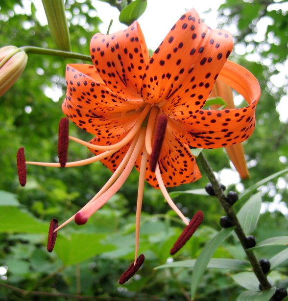 Lily (Asiatic)"TIGER" LILYBulbettes!!!!!!!Excellant