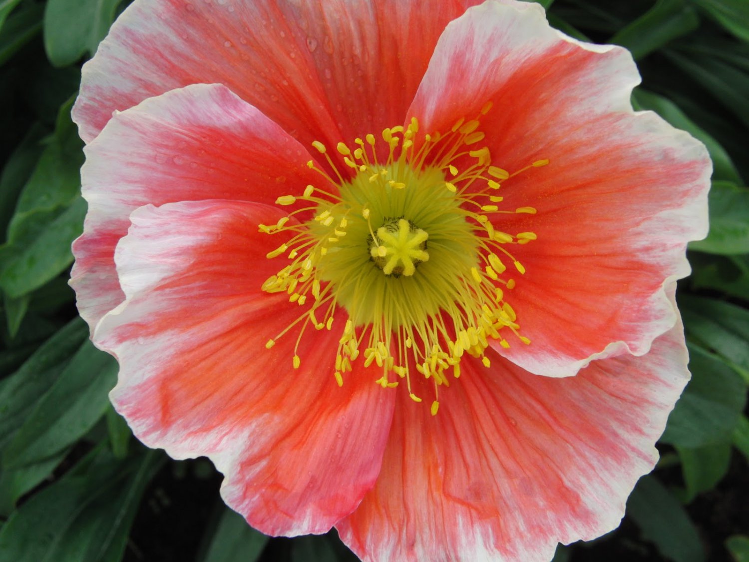 Poppy (Icelandic)~"FLAMENCO-ICELAND POPPY~Seeds!!!!!!!~~~~~Soft & Subtle!