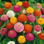 Zinnia~"LILLIPUT MIX" ZINNIA~Seeds!!!!~~~~~~Little Guys!