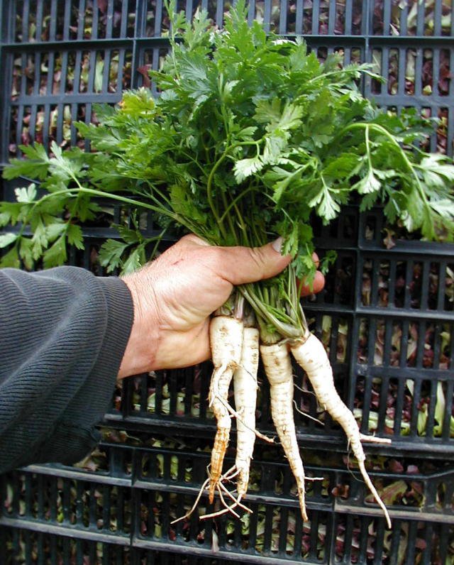 Parsley"HAMBURG" PARSLEYSeeds!!!Roots Edible To!