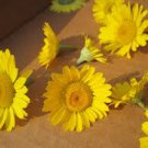 Chamomile~"DYER'S" CHAMOMILE~Seeds!!~~~~~Stunning Perennial Variety!