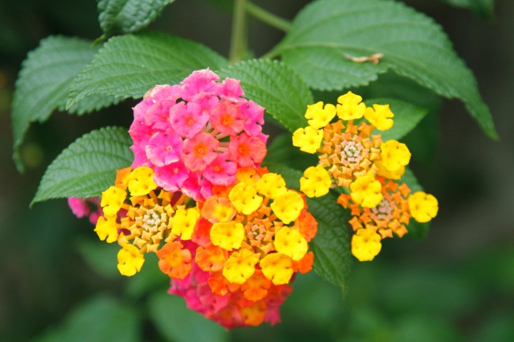 Lantana~