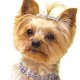 For Dog Lovers