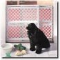 Deluxe Pet Gate