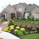 Shrubs