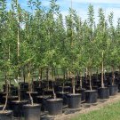 Trees