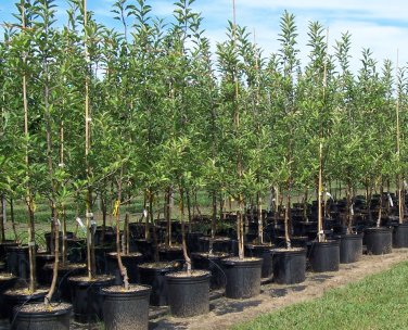 Trees