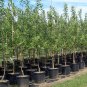 Trees
