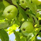 Fruit Trees