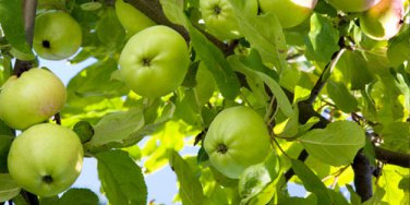 Fruit Trees