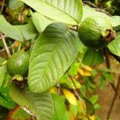 RARE GREEN POMEGRANATE PUNICA GRANATUM READY FOR PLANTING(10) SEEDS+INSTRUCTIONS