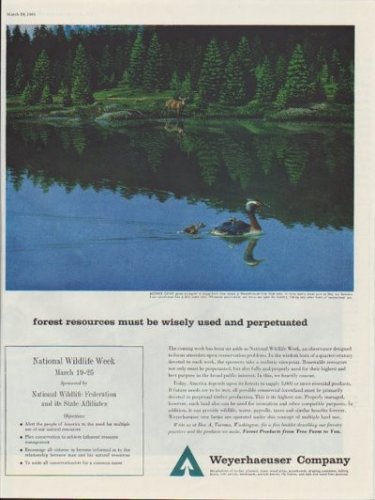 1961 Weyerhaeuser Company Ad "forest resources must be wisely used"
