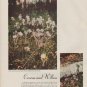 1949 Spring on the Mississippi Article "photos by Andreas Feininger"