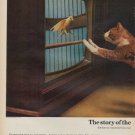 1971 Sylvania Ad "cat and the canary"
