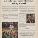 1961 Scotts Ad "people who grow roses"
