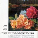 1961 Rhododendrons Article "Bold colors"