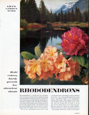 1961 Rhododendrons Article "Bold colors"