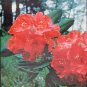 1961 Rhododendrons Article "Bold colors"