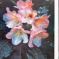 1961 Rhododendrons Article "Bold colors"