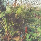 1961 Climatron Article "Midwestern Jungle"