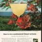 1962 Puerto Rican Rum Ad "a professional Daiquiri"