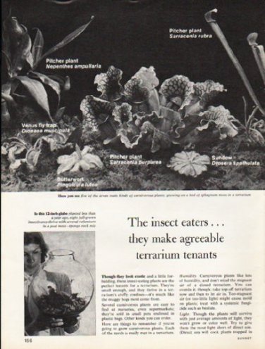 1976 Carnivorous Plants Article "The insect eaters"