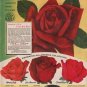 1953 Germain's Ad "Chrysler Imperial Rose"
