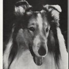 1964 The saga of Lassie Article ~ by Vernon Scott