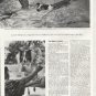 1964 The saga of Lassie Article ~ by Vernon Scott