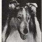 1964 The saga of Lassie Article ~ by Vernon Scott