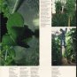 1980 Food For Tomorrow Article "odd pods"