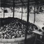 1980 Pol Pot Genocide Article ~ Pity and Horror of Cambodia