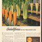 1948 Shell Oil Company Ad "Umbelliferae"