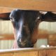 Goat Milk Soap