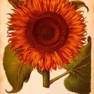 Bunch of Autumn Yellow Flowers Painting on Canvas Hand Painted High Quality Wall Art for Home Decor