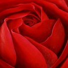 Indiana Red Rose Painting on Canvas Hand Painted High Quality Wall Art for Home Decor